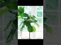 How to PROPAGATE a Fiddle Leaf Fig in under 40 seconds! ⚡️
