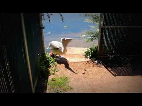 30 Seconds of our Dalmatian Pelican Chick Eating and Grunting