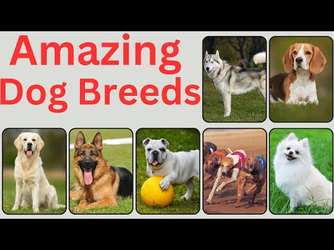 Discover the Top 70 Dog Breeds Around the Globe! || Dog Breeds