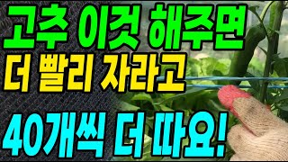 고추 이것 해주면 더 빨리 자라고 40개씩 더 따요! 마디마다 주렁주렁 달려 고추농사 대박납니다