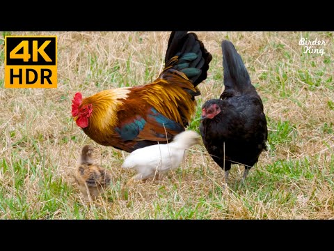 , title : 'Cat TV for Cats to Watch 😺🐥 Cute birds and chickens on the farm 🐦 8 Hours(4K HDR)'