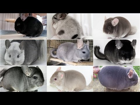 Different Chinchilla Mutations and Colors
