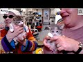 Lilo And Ali Are Getting Bigger 05 07 2025 Friends Of Felines Rescue Center FFRC