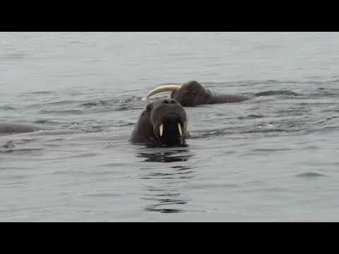 Arctic challenges: dangerous tusks and on thin ice.