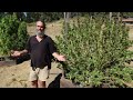 CHOCOLATE THAI HARVEST PLANT REVIEW