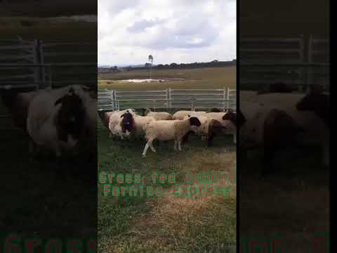 , title : 'Lamb Meat Online | Australian Dorper Lamb'