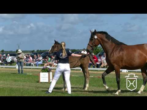 NF113 Hengstfohlen von For Pleasure   Casall   Chin Chin