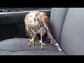 Hawk hides from Hurricane Harvey in taxi, refuses to leave