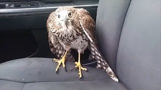 Hawk hides from Hurricane Harvey in taxi