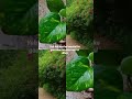 Plants And Flowers Diksha Plants Nature Youtubeshorts