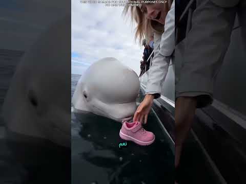 🏆 😱 سقط حذاء في الماء... ثم فعل حوتٌ طيبٌ شيئاً جعل الجميع عاجزين عن الكلام! 🐋👟💙
