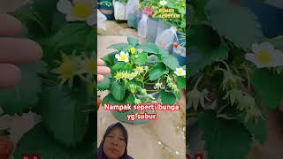 Download lagu Suburnya stroberi dalam pot #kreatif mp3