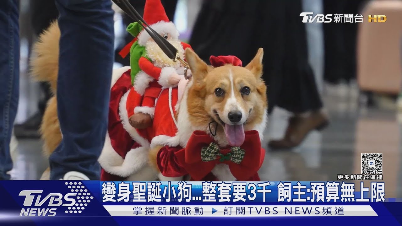 毛小孩換聖誕新裝!韓製寵物裝夯 飼主笑喊「預算無上限」
