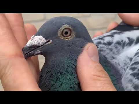 NL19-1022675 - 9th National Issoudun vs 15.631 pigeons