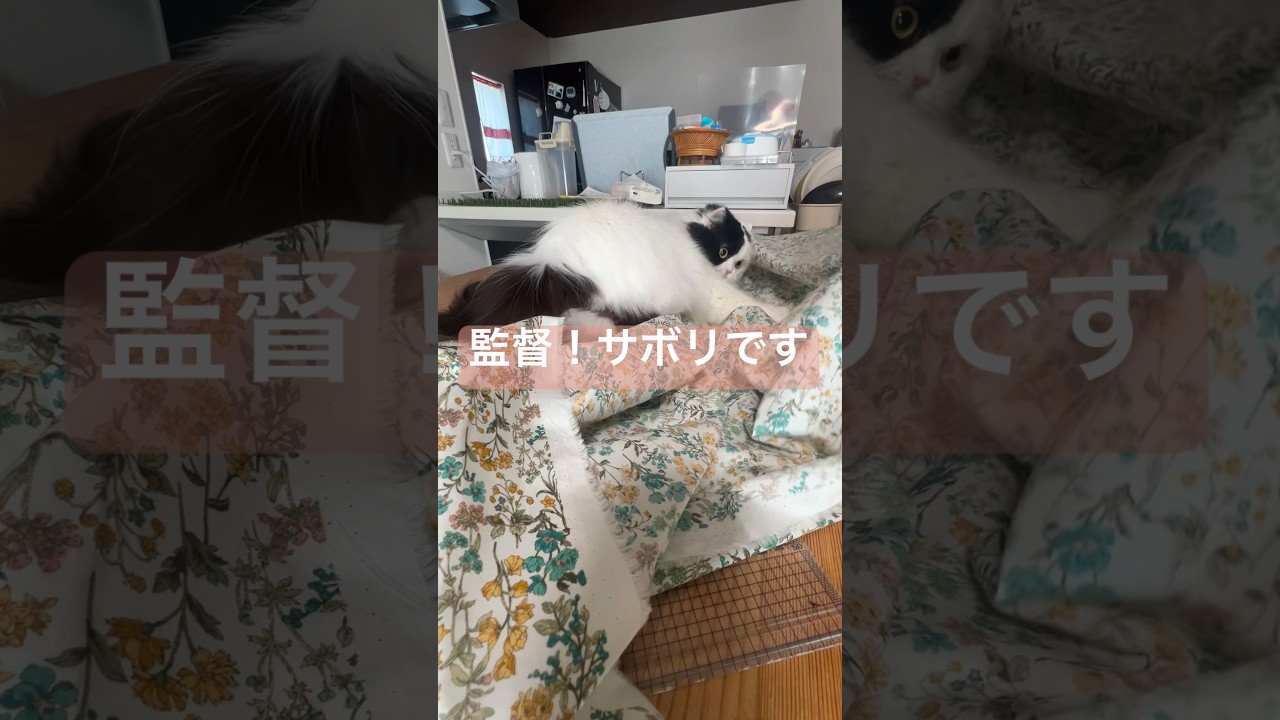 白黒猫ダヌキ監督 #元野良猫 #ハンドメイド #パッチワーク