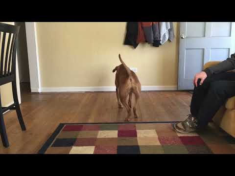 YouTube video about: How to fix laser pointer syndrome in dogs?