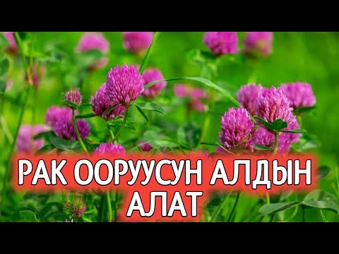 Беде рак оорусун айыктырат.Ден-соолука пайдалуу дары чоптордун пайдасы/Кыргызча