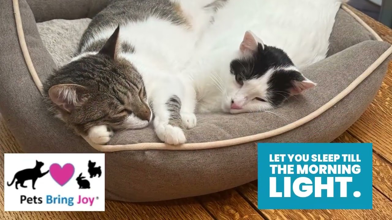 Enlarge Luke and Hummus, a ADOPTABLE Domestic Short Hair in Fairfax, VA video 3/6
