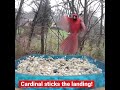 🏆 Cardinal - makes a perfect landing!