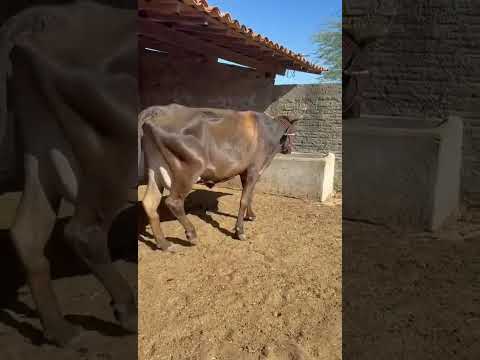2 Vacas Paridas com Bezerro ao Pé: 5.200 reais cada em São Mamede/ Paraíba. Whatsapp 84 99810 2784