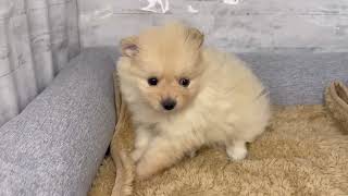 ポメラニアンの動画01