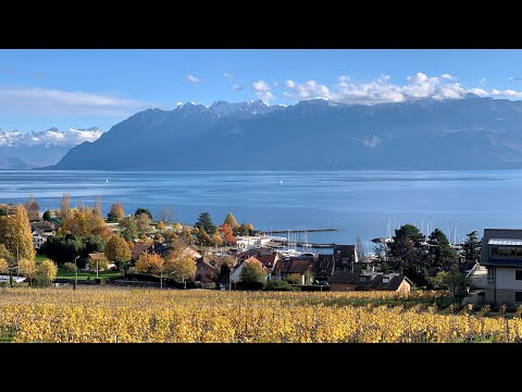 Sunset Hiking thru a vineyard to the lake in Pully, Lausanne with Sharkmama - Winter in Switzerland