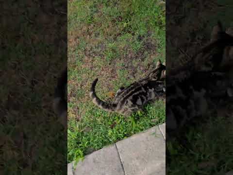 Cat Caught a Squirrel 🤣