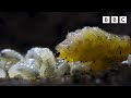 Carnivorous UNDERCOVER Caterpillar Wild Isles BBC