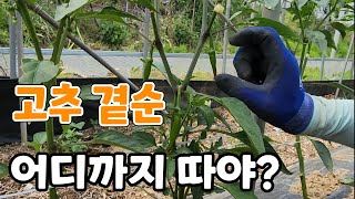 고추 곁순제거 빨리 하면 손해! 가장 쉽게 하는법