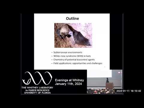 Evenings at Whitney - Battle for the Bats: Development of Treatments for White Nose Syndrome