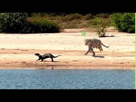 THE JAGUAR PAID THE PRICE WHEN IT ATTACKED THE OTTERS