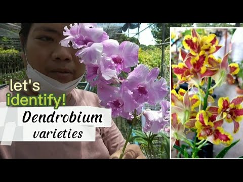 , title : 'Naming some Dendrobium Orchid Varieties!! for collectors'
