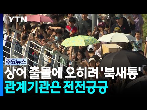 이틀째 상어 출몰에 '북새통'...관계기관은 전전긍긍 / YTN