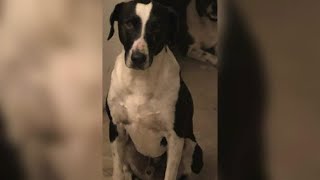 Crosby woman says pack of wild dogs mauled her pet