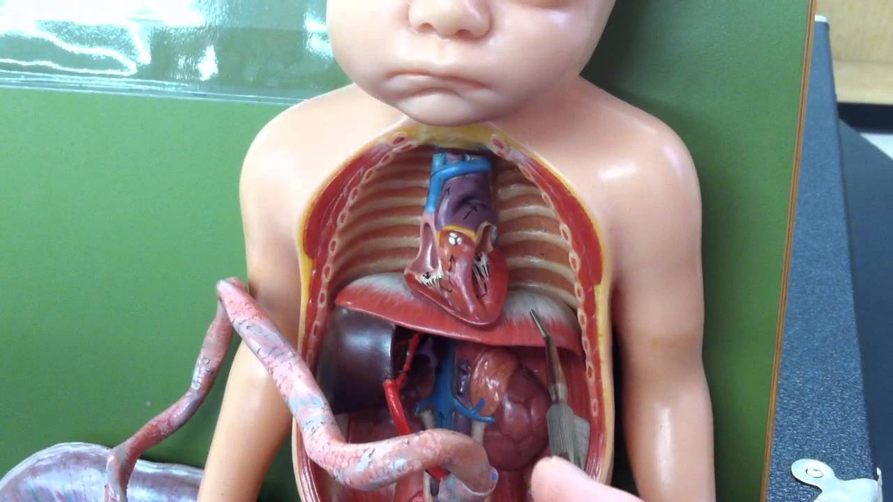 Fetal Circulation