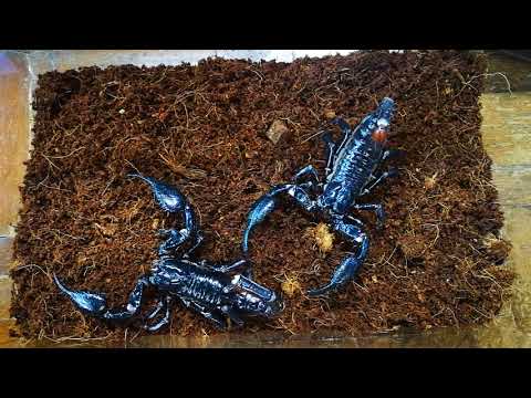 H. spinifer (Asian Forest Scorpion) mating ritual