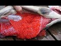Amazing Salmon Eggs Harvest and Artificial Spawning - Awesome Drops Thousands of Fish Into The River