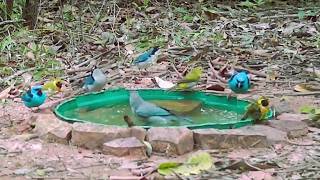 aves do cerrado brasileiro