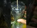 Cara Membuat Sarang Semut Kroto Dari Bekas Botol Air Mineral