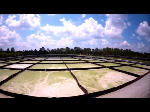 PetroAlgae -A leading renewable energy company