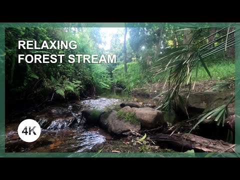 Relaxing Forest Stream Sounds for Sleeping | 4K