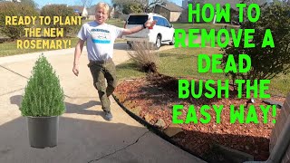 Remove a dead bush the easy way! How to. #gardening #gardeningtricks #rosemary