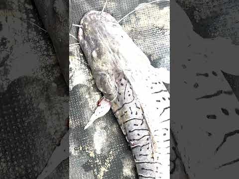 Una aventura en Puerto Villarroel - Rio Ichilo #pesca #tormenta #tropico #Bolivia