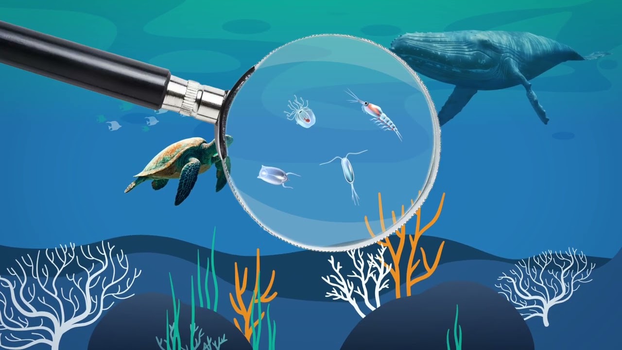Ocean Acidification in a nutshell Video with FRENCH Subtitles