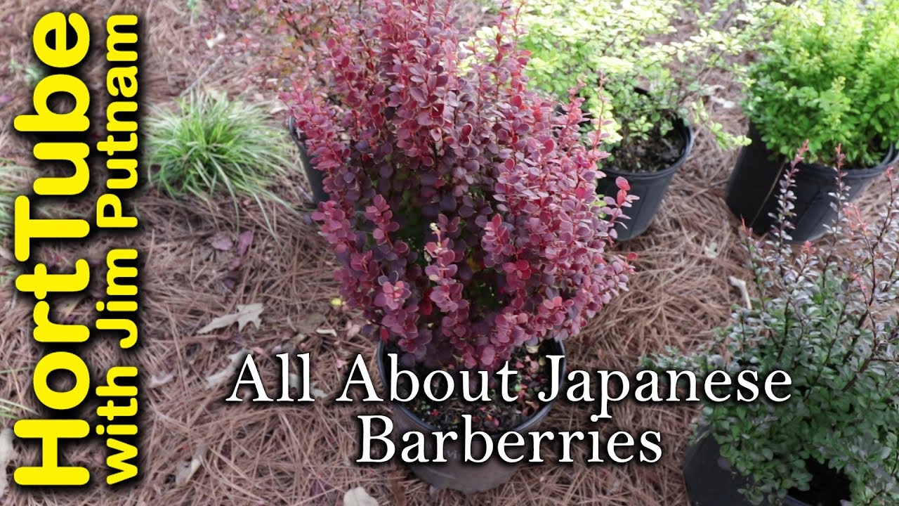 All About Japanese Barberries