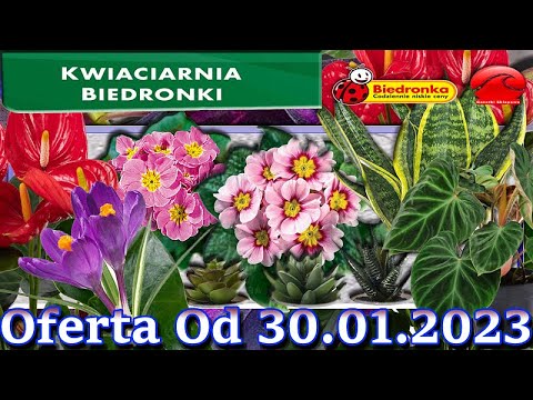 , title : 'Biedronka | Kwiaciarnia Biedronki Nowa Oferta Od 30.01.2023 | Kwiatowe Inspiracje Biedronki'