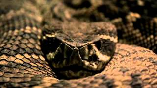 Ravenous Requiem-Within the Coils