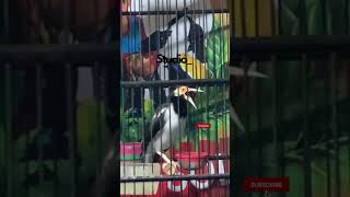 Download lagu JALAK SUREN ‼️fulll besetan kasar‼️ #burungmasteran #kicaumania #kicaumanianusantara mp3 Download lagu JALAK SUREN ‼️fulll besetan kasar‼️ #burungmasteran #kicaumania #kicaumanianusantara mp3