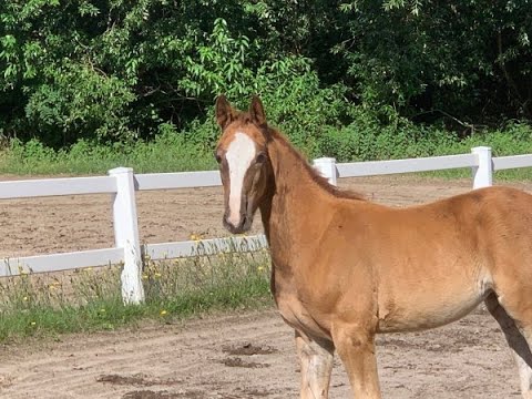 Springfohlen-Online-Auktion! Hann. SF v. Jasper - Stolzenberg