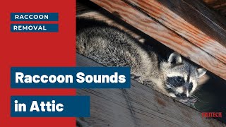 Raccoons Sounds in Attic